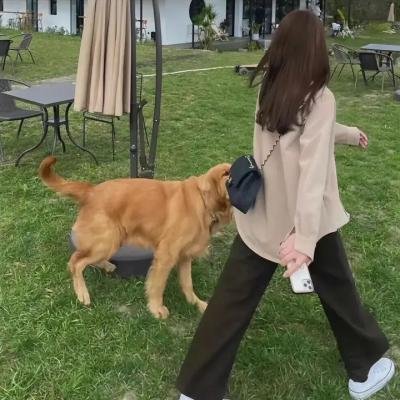 明月守护者